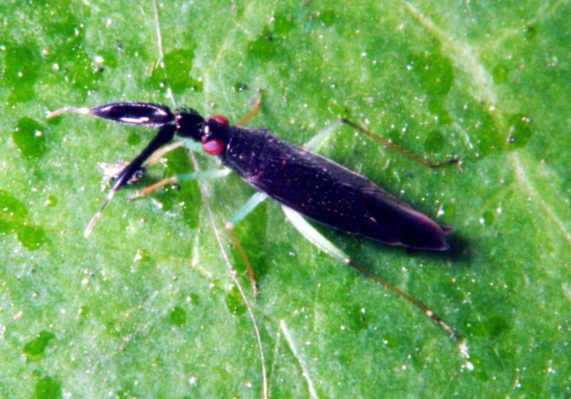 Heterotoma cfr. planicornis